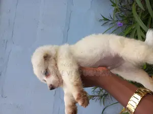 1-3 months Female Purebred Japanese Chin