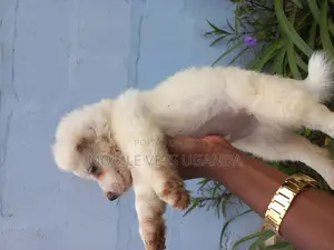 1-3 months Male Purebred Japanese Spitz