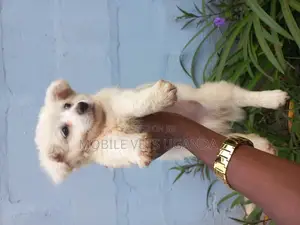 3-6 months Female Purebred Japanese Spitz
