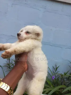1-3 months Female Purebred Finnish Spitz