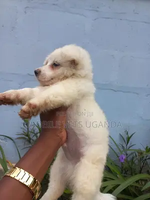 1-3 months Male Purebred Japanese Spitz