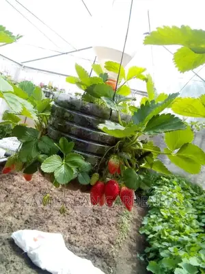 Strawberry Seedlings