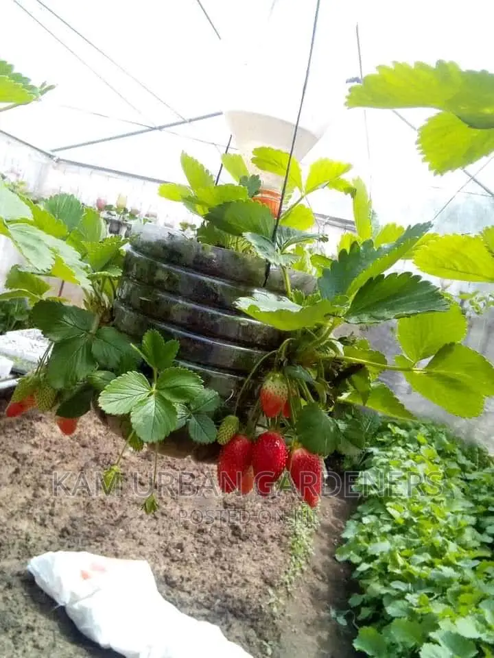 Strawberry Seedlings