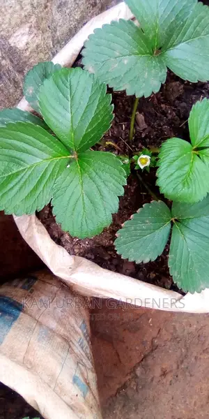 Strawberry Seedlings