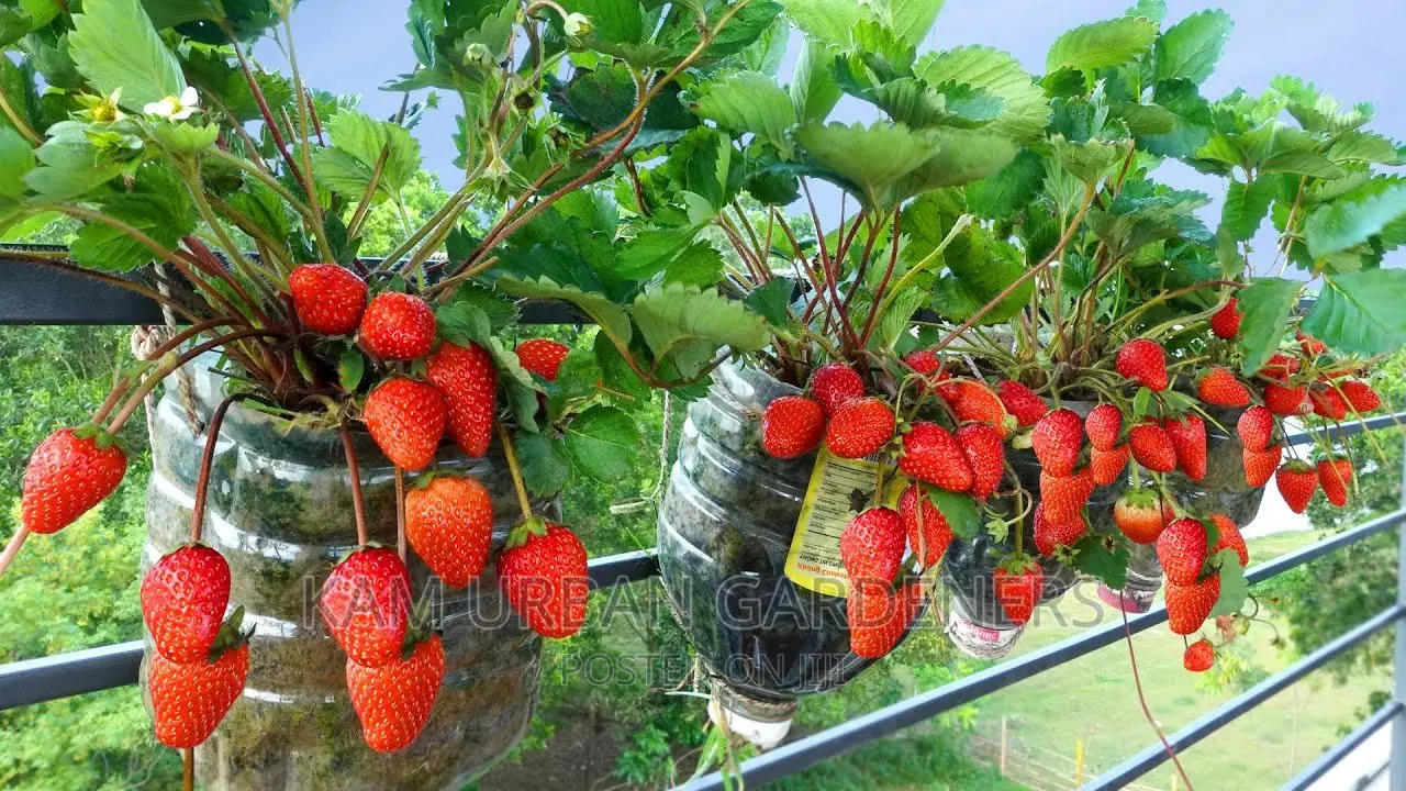 Strawberry Seedlings