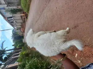 0-1 month Female Purebred Boerboel