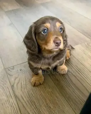 3-6 months Female Purebred Dachshund
