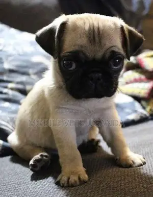 1-3 months Male Purebred Pug
