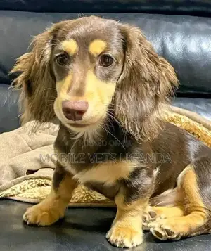 3-6 months Female Purebred Dachshund