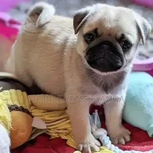 1-3 months Male Purebred Pug