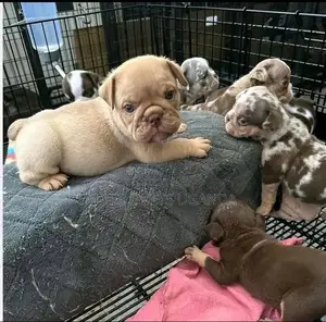 1-3 months Male Purebred Bulldog