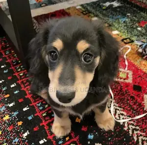 1-3 months Male Purebred Cocker Spaniel