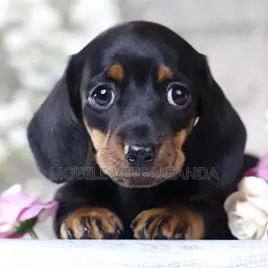 1-3 months Male Purebred Dachshund