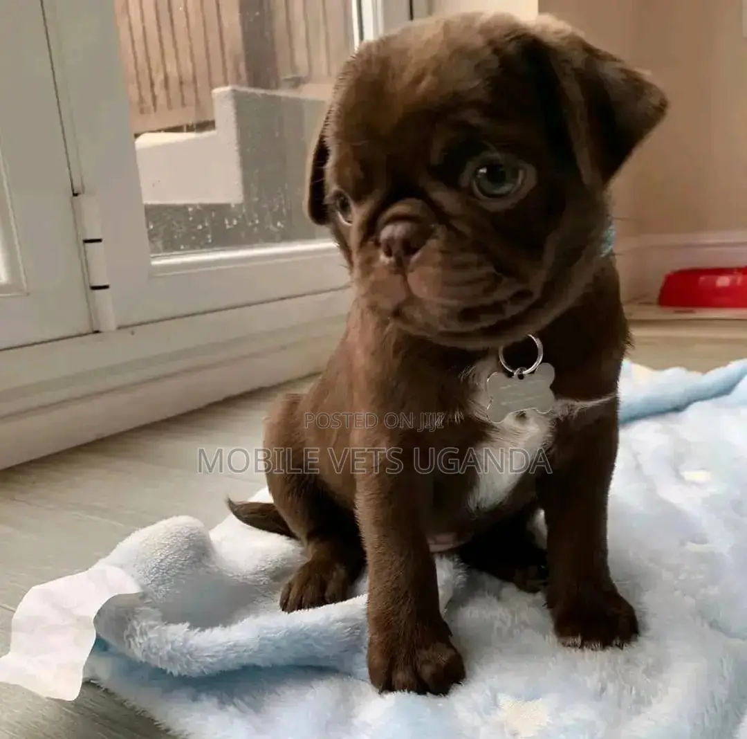 1-3 months Female Purebred Pug