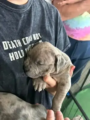 1-3 months Female Purebred Boerboel
