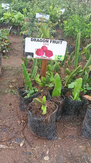 Dragon Fruit Seedlings