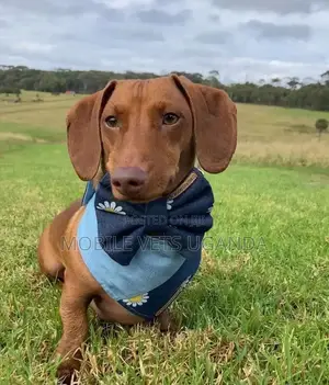 6-12 months Female Purebred Dachshund