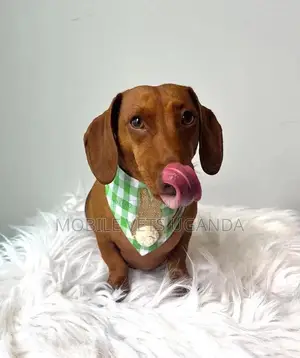 1+ year Male Purebred Dachshund