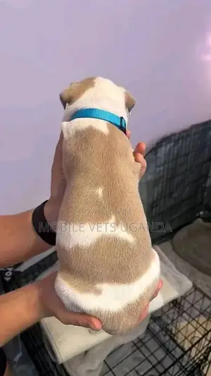 0-1 month Female Purebred American Pit Bull Terrier