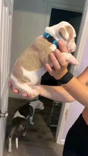 1-3 months Female Purebred American Pit Bull Terrier