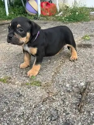 0-1 month Male Purebred Boerboel