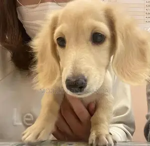 1-3 months Female Purebred Golden Retriever