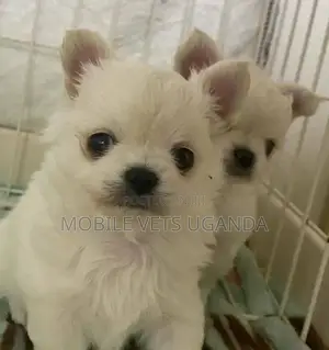0-1 month Female Purebred Japanese Spitz