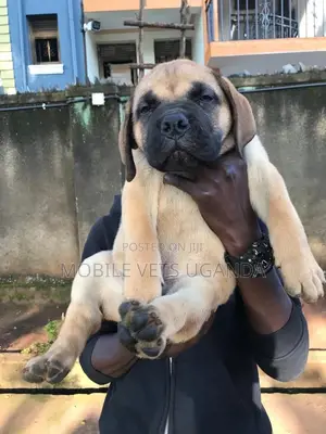 1-3 months Male Purebred Boerboel