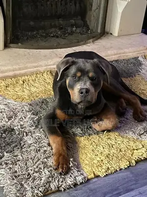 3-6 months Male Purebred Rottweiler