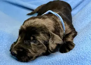 1-3 months Male Purebred Cocker Spaniel