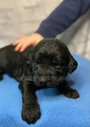 1-3 months Female Purebred Cocker Spaniel