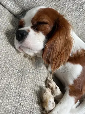 3-6 months Male Purebred Cocker Spaniel