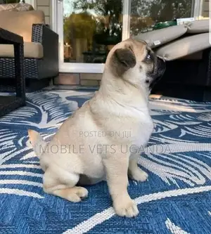3-6 months Female Purebred Pug