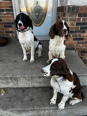 3-6 months Female Purebred Cocker Spaniel