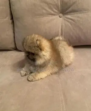 1-3 months Male Purebred Pomeranian