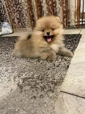 1-3 months Male Purebred Pomeranian
