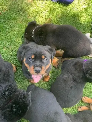 1-3 months Male Purebred Rottweiler