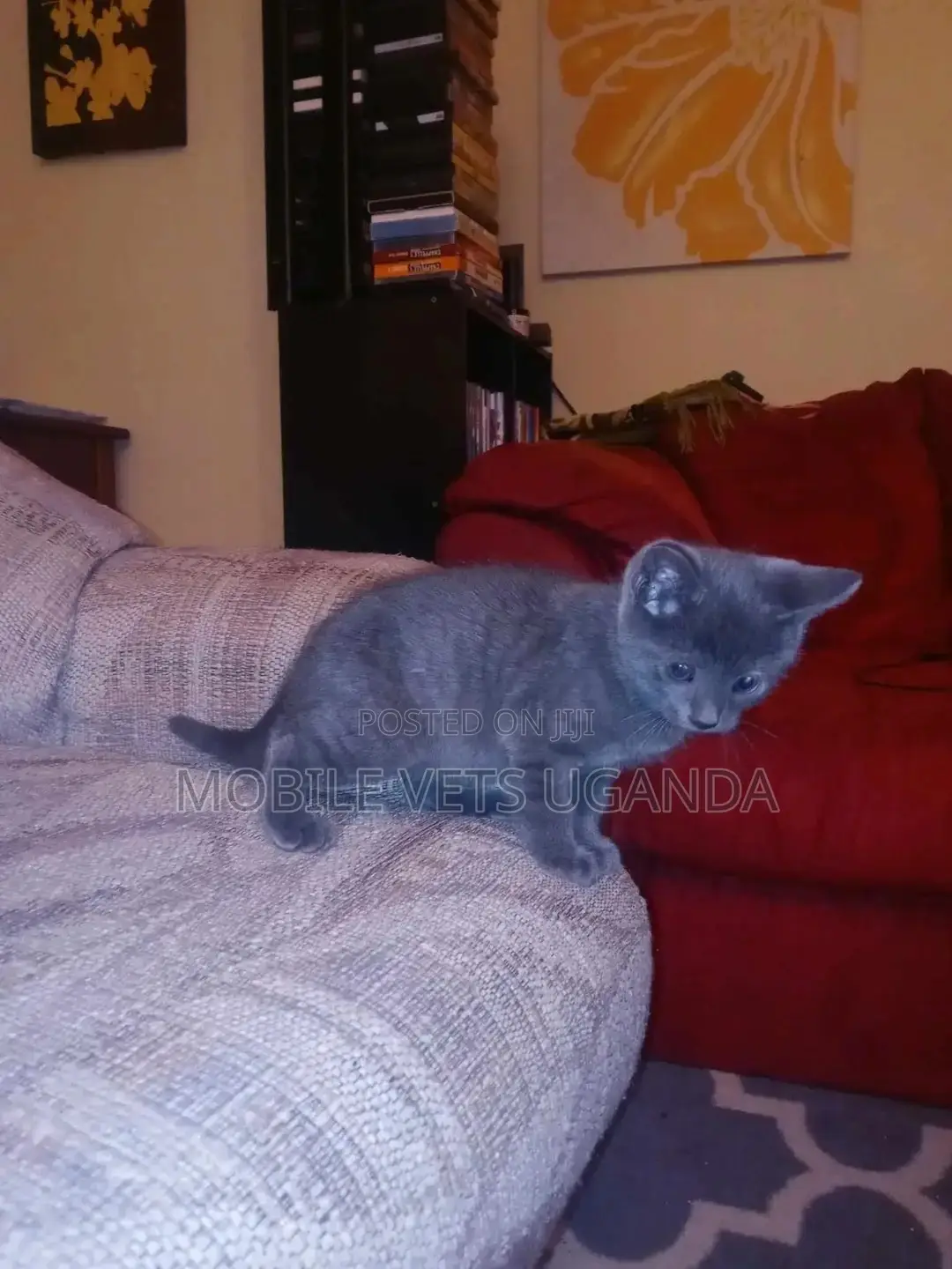 1-3 months Male Purebred Ragdoll