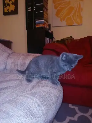 1-3 months Male Purebred Ragdoll