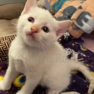 1-3 months Male Purebred Norwegian Forest