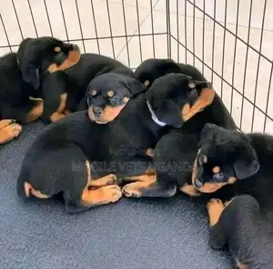 3-6 months Female Purebred Rottweiler