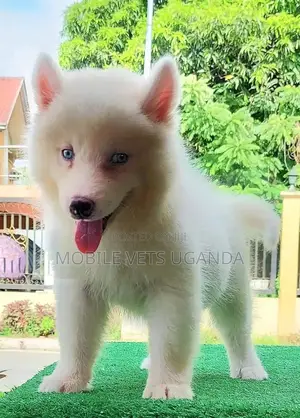 1-3 months Male Purebred German Shepherd