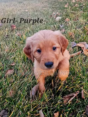 0-1 month Female Purebred Golden Retriever