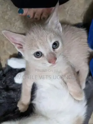 3-6 months Male Purebred American Bobtail