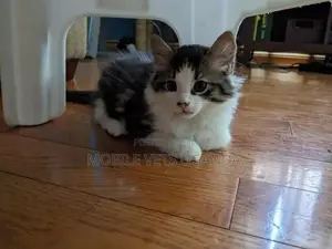 1-3 months Female Purebred Exotic