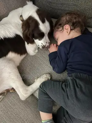 3-6 months Female Purebred English Springer Spaniel