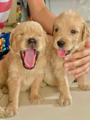 3-6 months Male Purebred Golden Retriever
