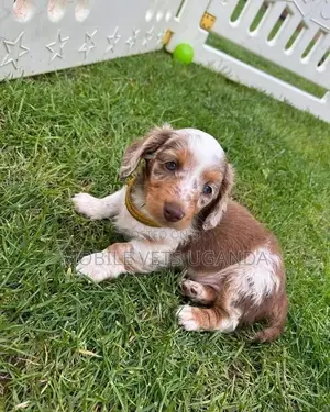 0-1 month Female Purebred Dachshund
