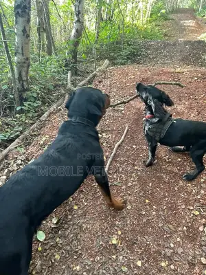3-6 months Female Purebred Rottweiler