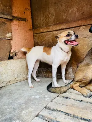 3-6 months Male Purebred Jack Russell Terrier